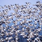 article image - Snow Geese